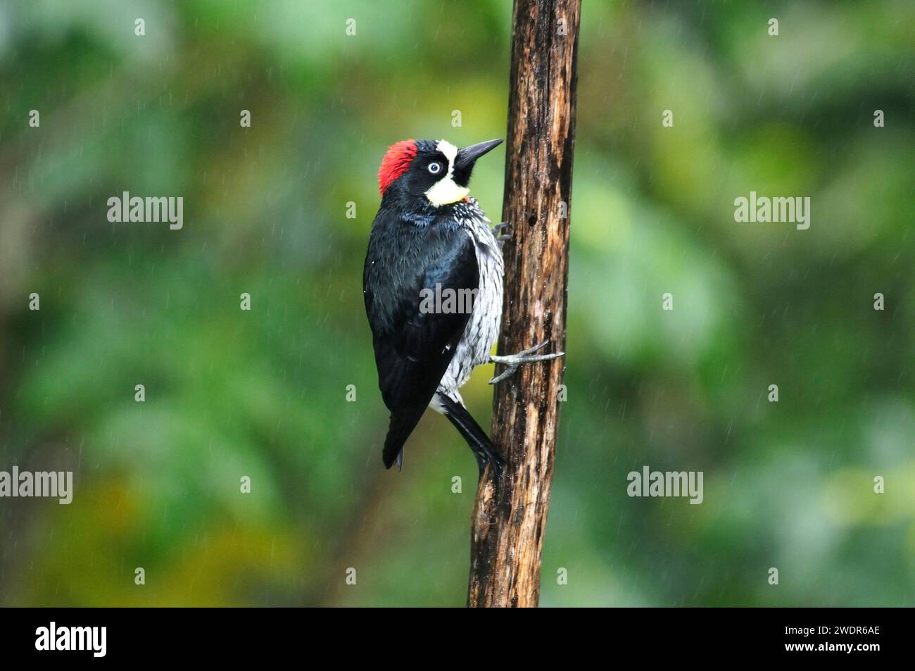 Zentrum von Amerca, Costa Rica, Nebelwald, Eichelspecht, Melanerpes formicivorus, Stockfoto