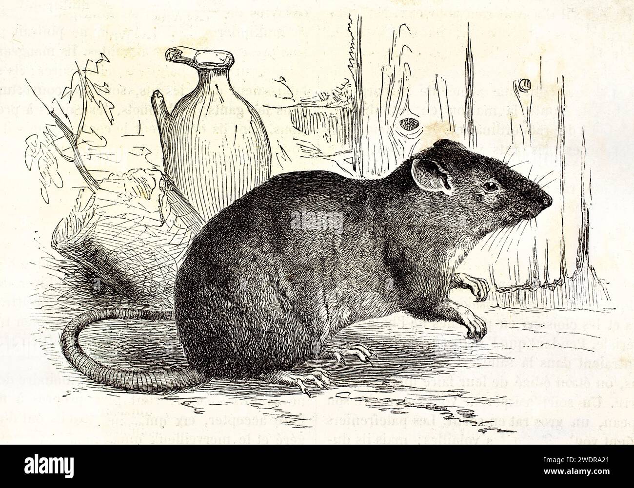 Alte gravierte Illustration einer schwarzen Ratte mit feiner Pelzstruktur und detaillierter Schattierung, neben einem rustikalen Töpferglas. Von Kretschmer, 1878. Stockfoto