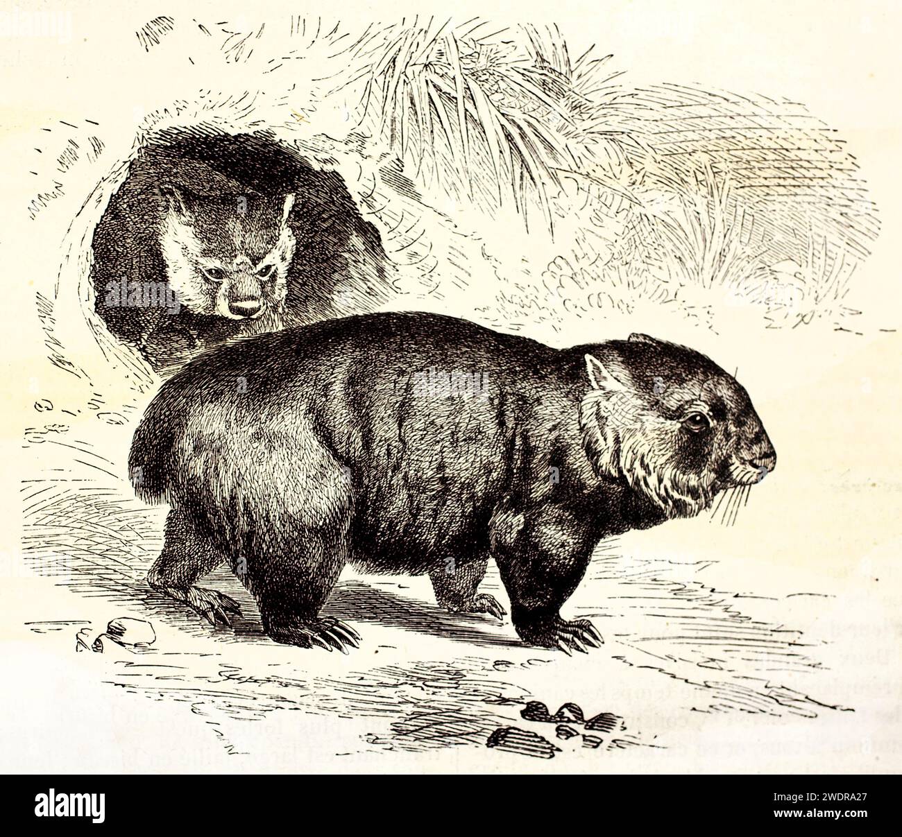 Sehr detaillierte Vintage-Gravur von zwei gewöhnlichen Frauen in der Nähe einer Höhle von Kretschmer und Wendt aus Brehm, Les Mammifères, Paris, 1878. Stockfoto