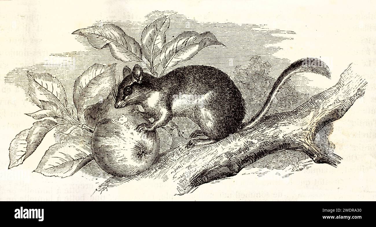 Fein detaillierter Vintage-Gravur eines Gartendormaus, der einen Apfel nagt, von Zimmermann und Illner, aus Brehm, Les Mammifères, Paris, 1878. Stockfoto