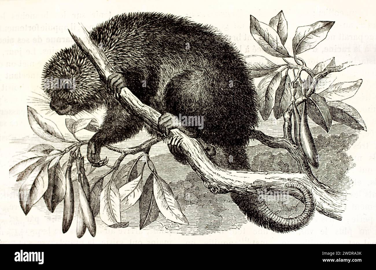 Alte gravierte Illustration von mexikanischem Haarigen Zwergschwein auf einem Zweig. Erstellt von Zimmermann, veröffentlicht auf Brehm, Les Mammifers, Baillière et fils, P. Stockfoto