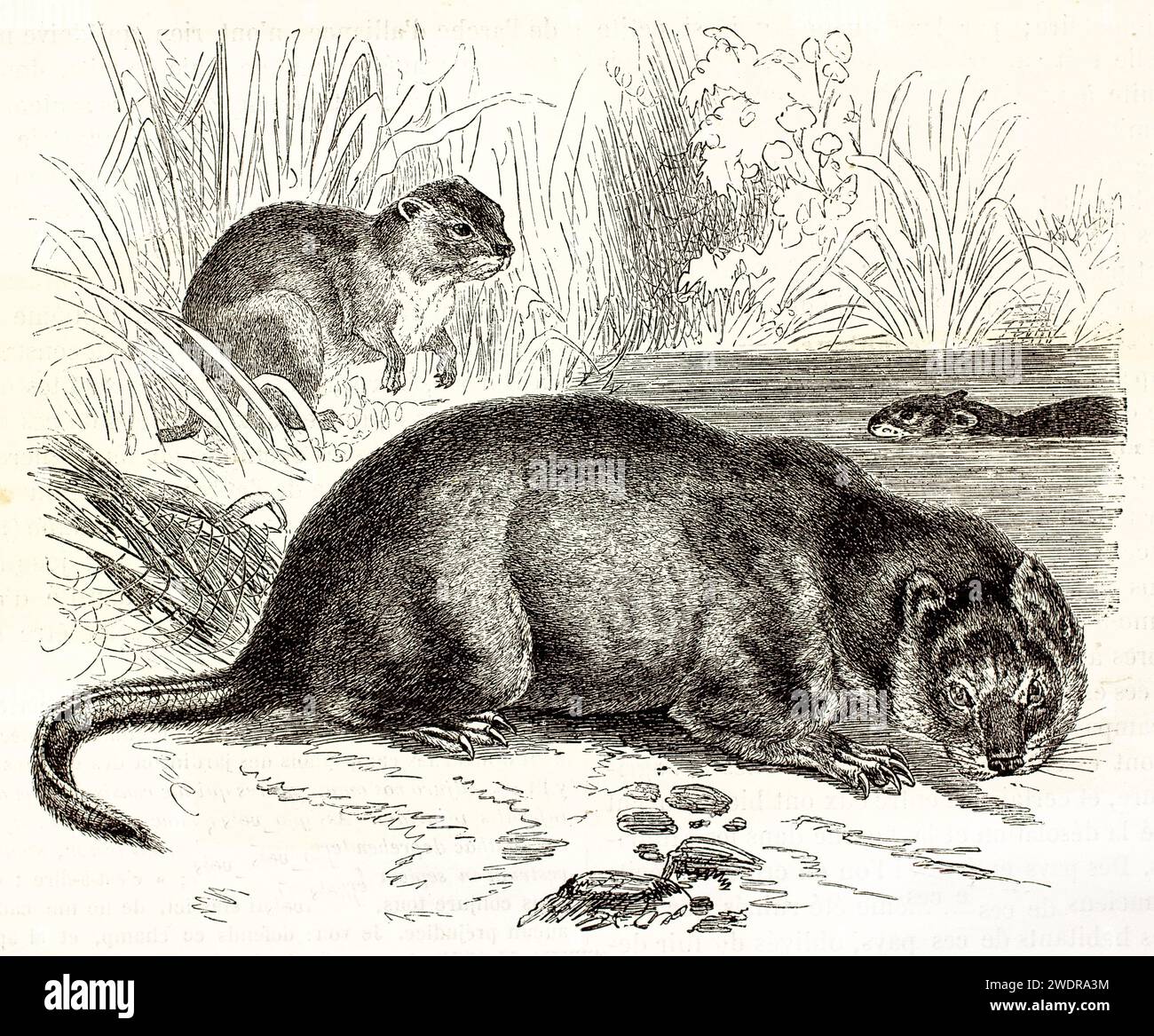 Fein verarbeitete Vintage-Gravur von Muskraten in der Nähe eines Wasserrandes, die lebensechte Kreuzschraffierungen und naturalistische Feuchtgebiete zeigt. Paris 1878. Stockfoto