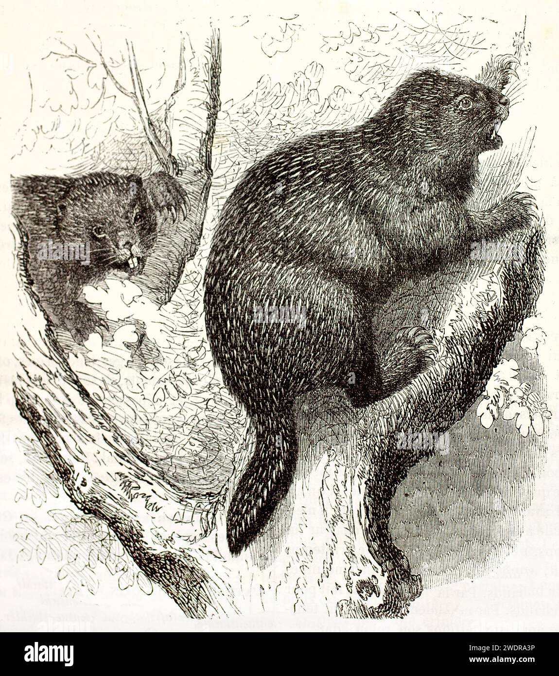Alte gravierte Illustration von Nordamerikanischen Stachelschweinen, die auf Baum klettern. Erstellt von Kretschmer und Illner, veröffentlicht auf Brehm, Les Mammifers, Baillière e Stockfoto