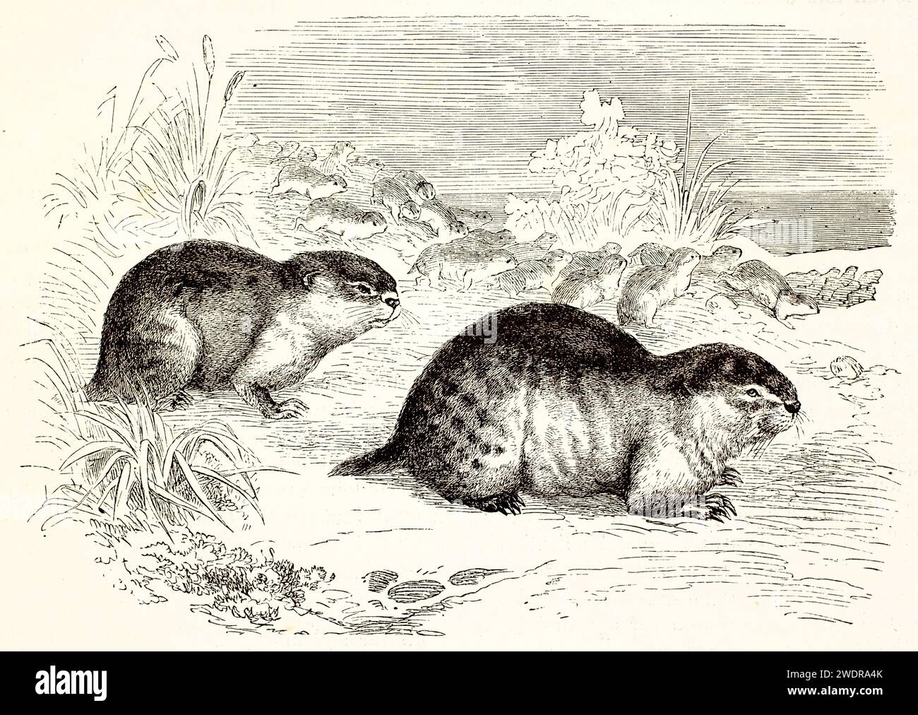 Fein detaillierter Vintage-Gravur, der eine Gruppe von Lemmingen in Bewegung zeigt, mit meisterhafter Linienführung und zarten Schattierungen. Paris 1878. Stockfoto
