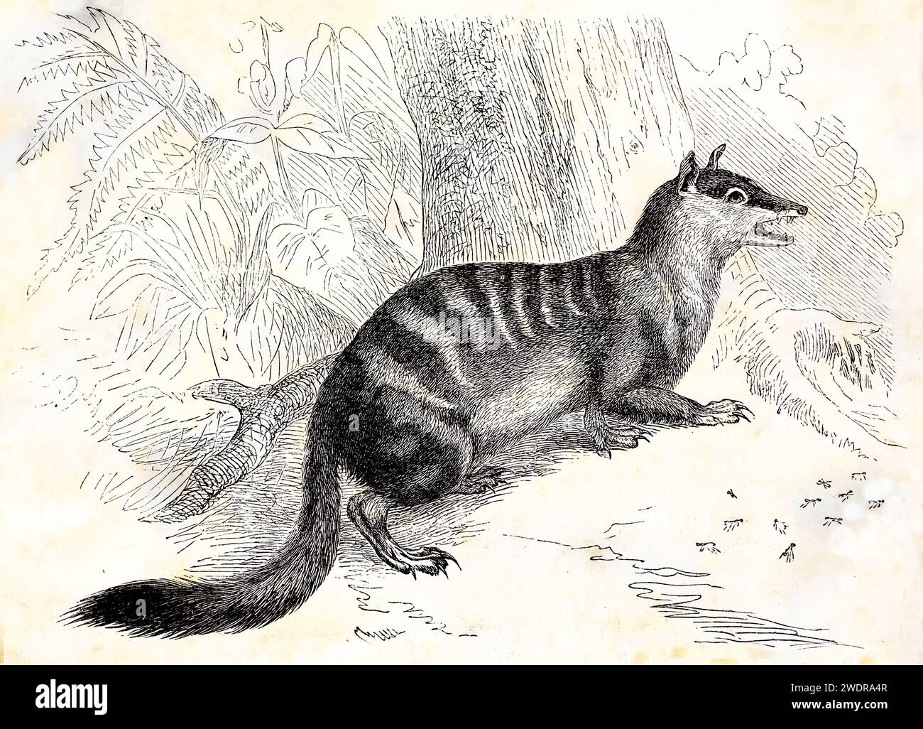 Fein detaillierter Vintage-Stich eines Numbat in der Nähe eines Baumes im Wald von Kretschmer, aus Brehm, Les Mammifères, Baillière et fils, Paris, 1878. Stockfoto