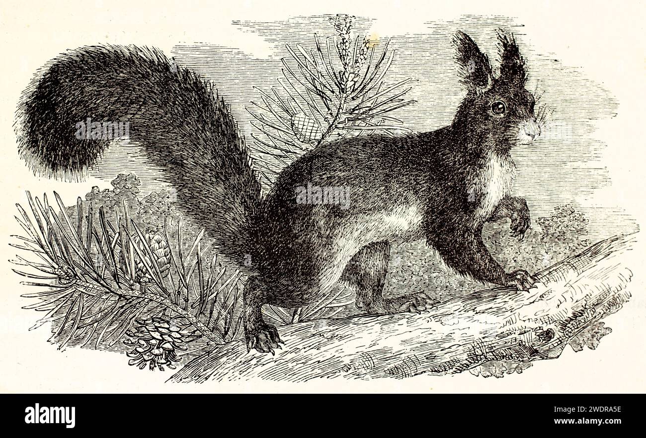 Fein detaillierter Vintage-Stich eines Roten Eichhörnchens auf einem Kiefernzweig von Zimmermann und Illner aus Brehm, Les Mammifères, Paris, 1878. Stockfoto