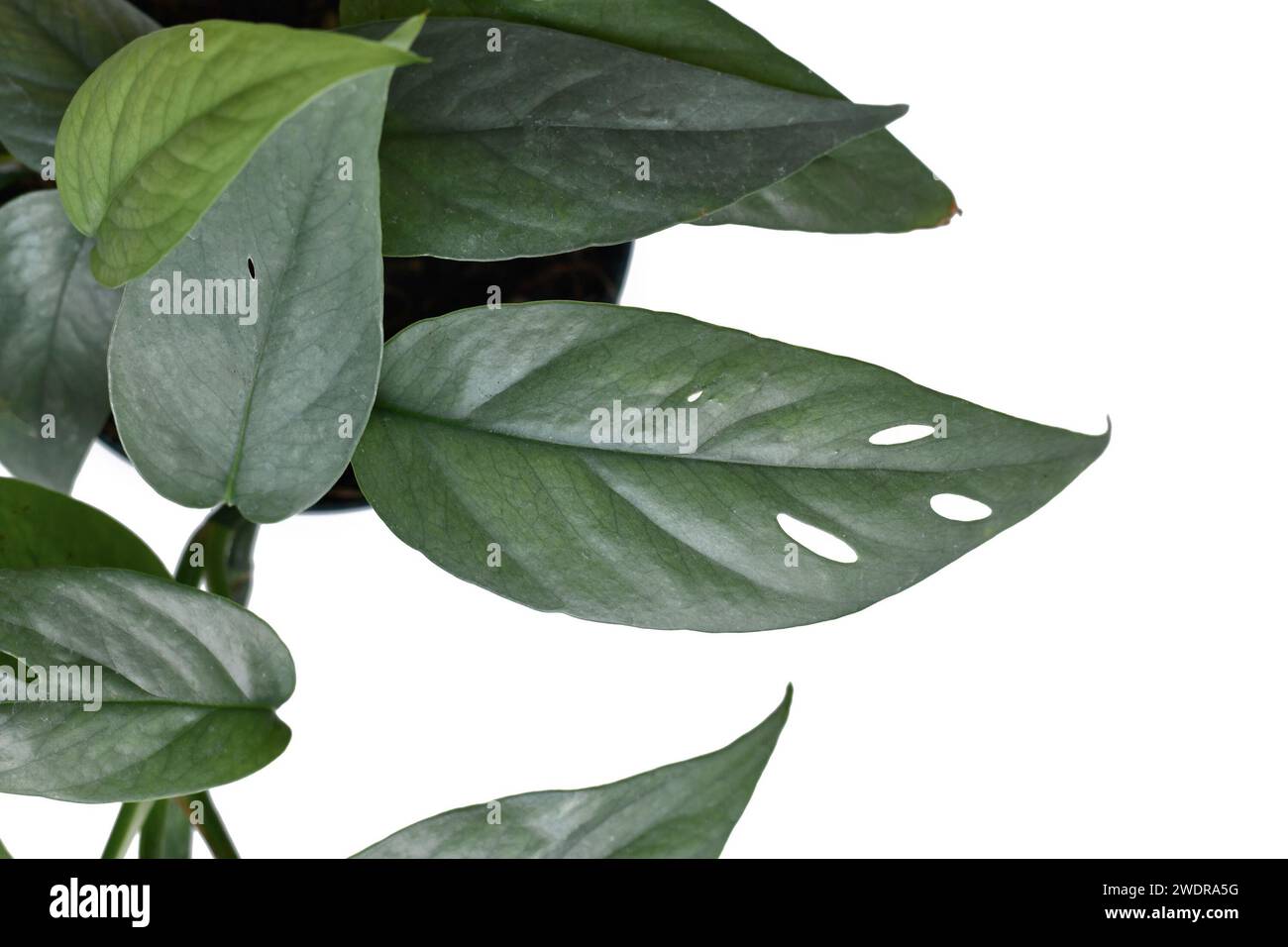 Nahaufnahme des Blattes der tropischen „Epipremnum pinnatum Cebu Blue“-Zimmerpflanze mit silberblauen Blättern mit Fenestration Stockfoto