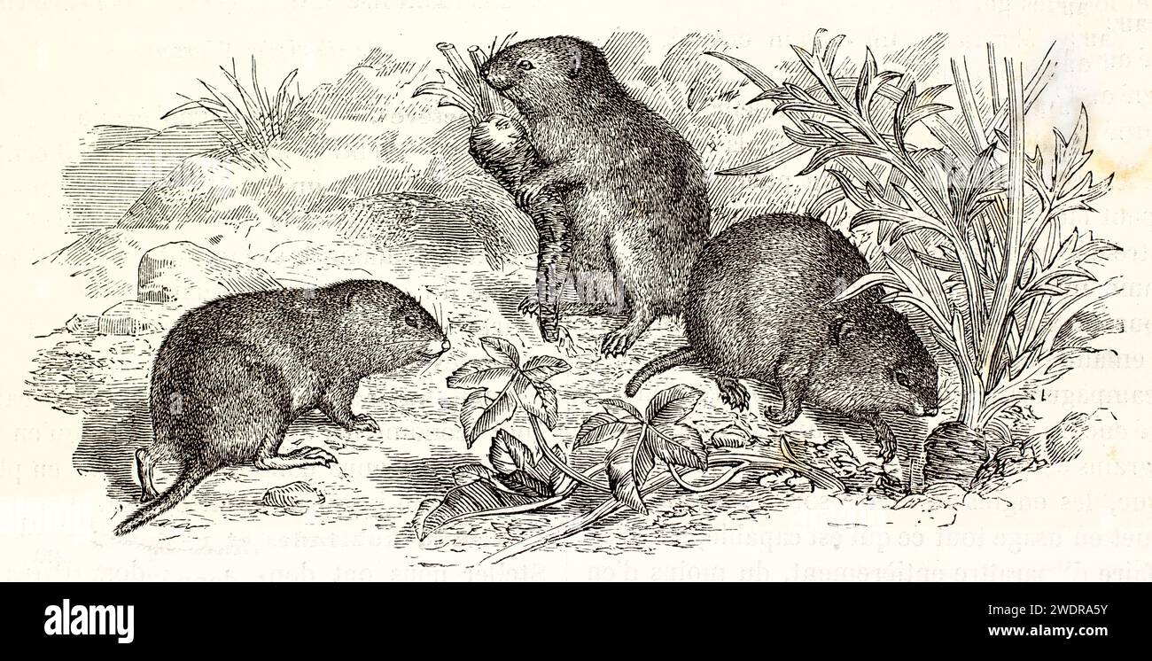 Fein gerenderte Vintage-Gravur von Tundra Vole und European Pine Vole in einer naturalistischen Umgebung mit zarter Linienführung. Paris, 1878. Stockfoto