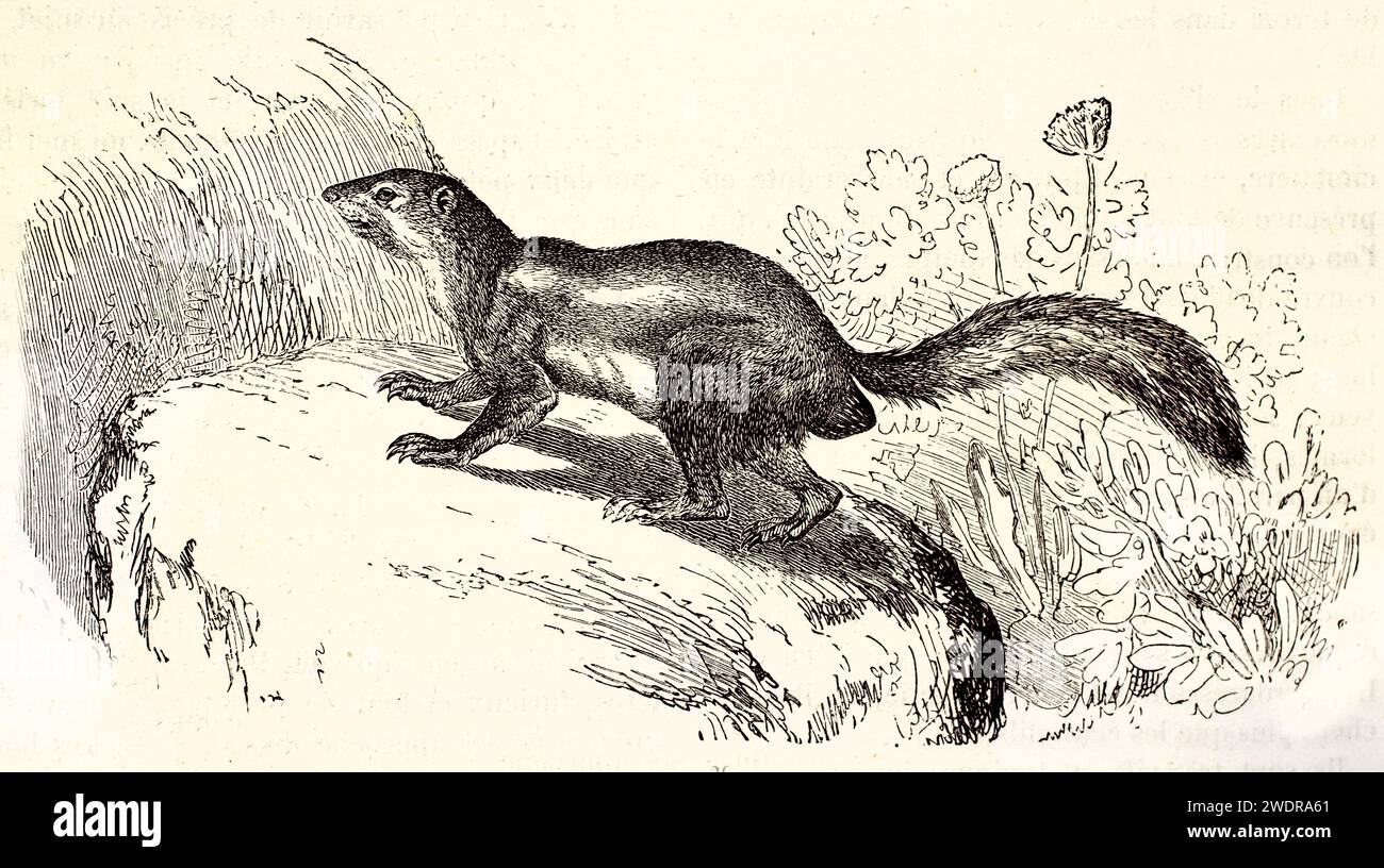 Fein detaillierter Vintage-Gravur des Ungestreiften Ground Eichhörnchens auf einem Felsen von Kretschmer und Illner aus Brehm, Les Mammifères, Paris, 1878. Stockfoto