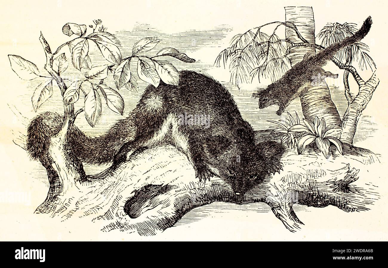 Fein gerenderte Vintage-Gravur von zwei Gelbbauchgleitern in tropischer Baumkulisse mit exquisiten Liniendetails und botanischen Akzenten. 1878. Stockfoto