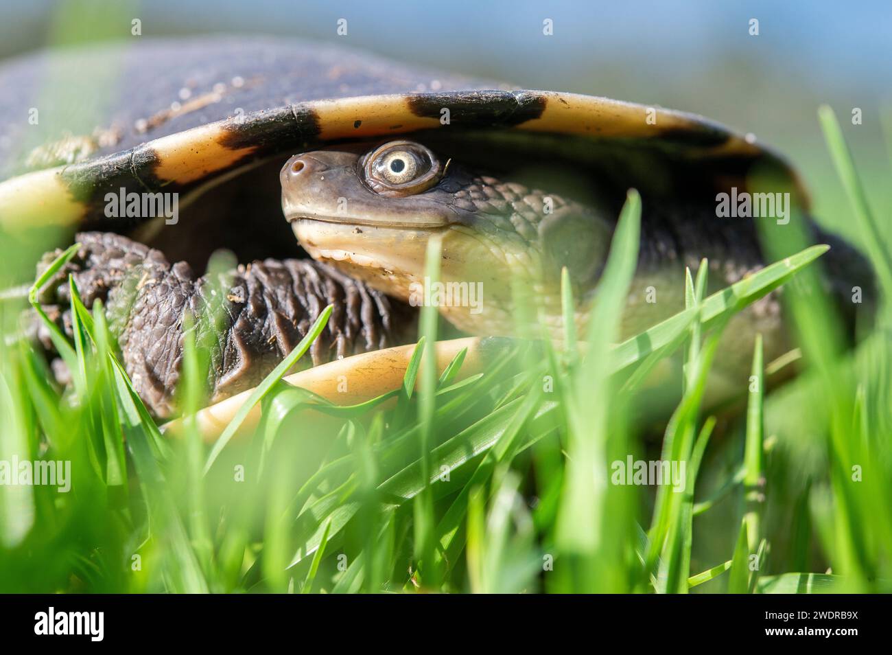 Die östliche Langhalsschildkröte (Chelodina longicollis) ist eine ostaustralische Art der Schlangenhalsschildkröte. Stockfoto