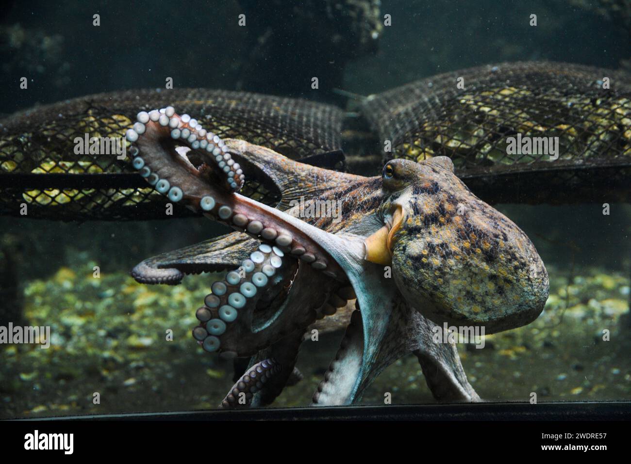 Wunderschöne Tintenfische, die im Aquarium schwimmen. Stockfoto