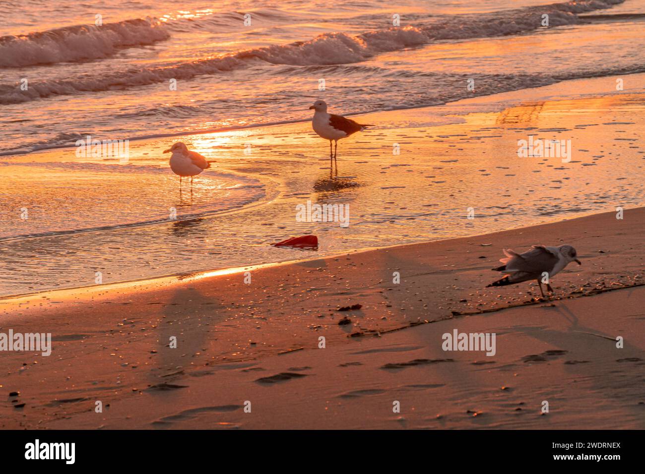 Möwen, die bei Sonnenaufgang in der Brandung waten. Stockfoto