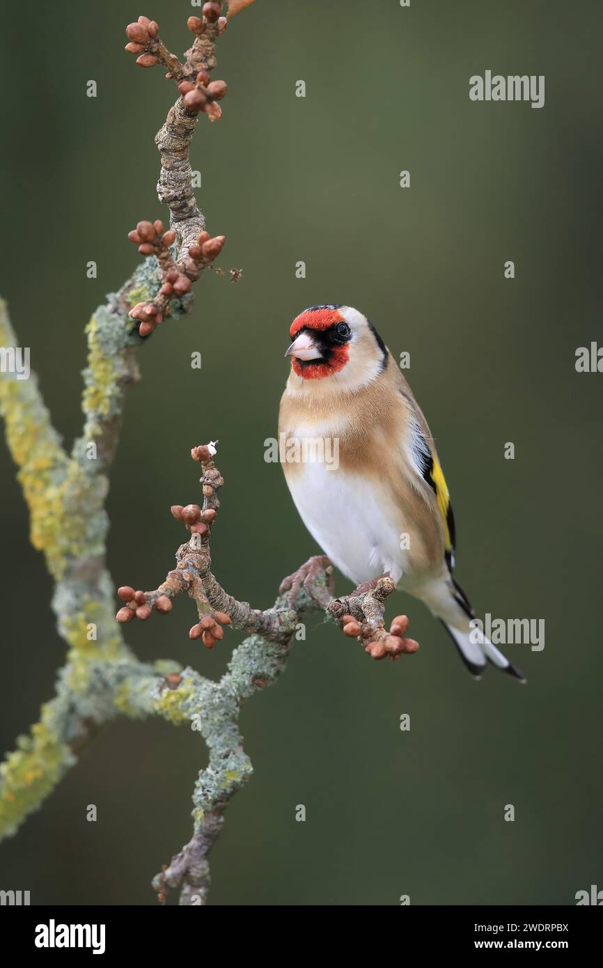 Europäischer Goldfinch, Carduelis carduelis, an einer Niederlassung, Mid Wales, vereinigtes königreich Stockfoto