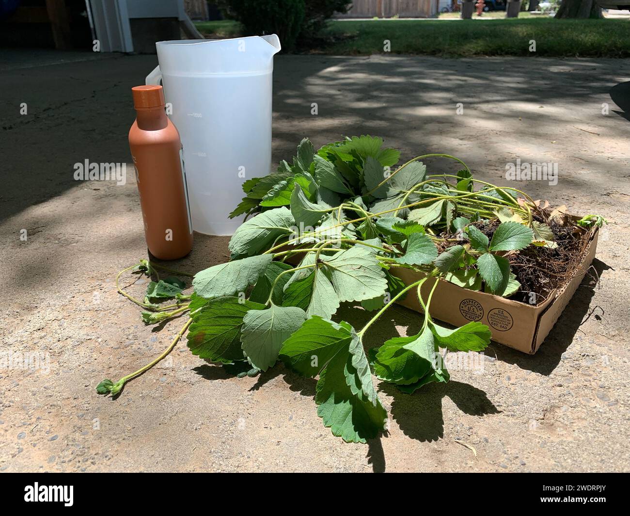 Erdbeerpflanzen können gepflanzt und gedüngt werden Stockfoto