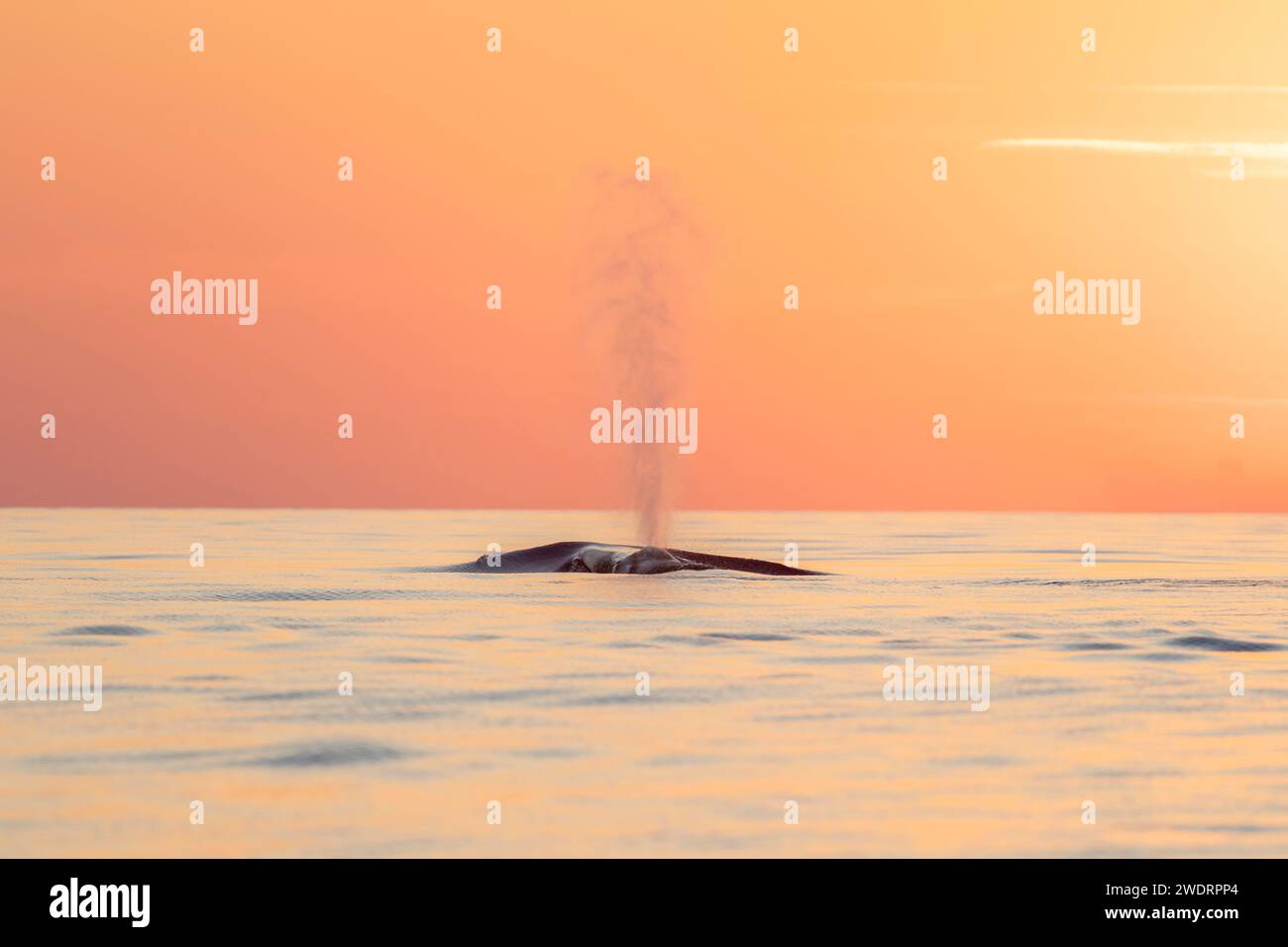 Whales Atem im Sonnenuntergang Stockfoto