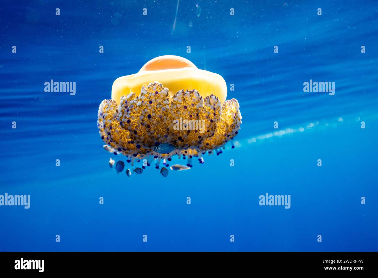 Eine Qualle schwimmt direkt unter der Oberfläche, begleitet von kleinen Fischen Stockfoto