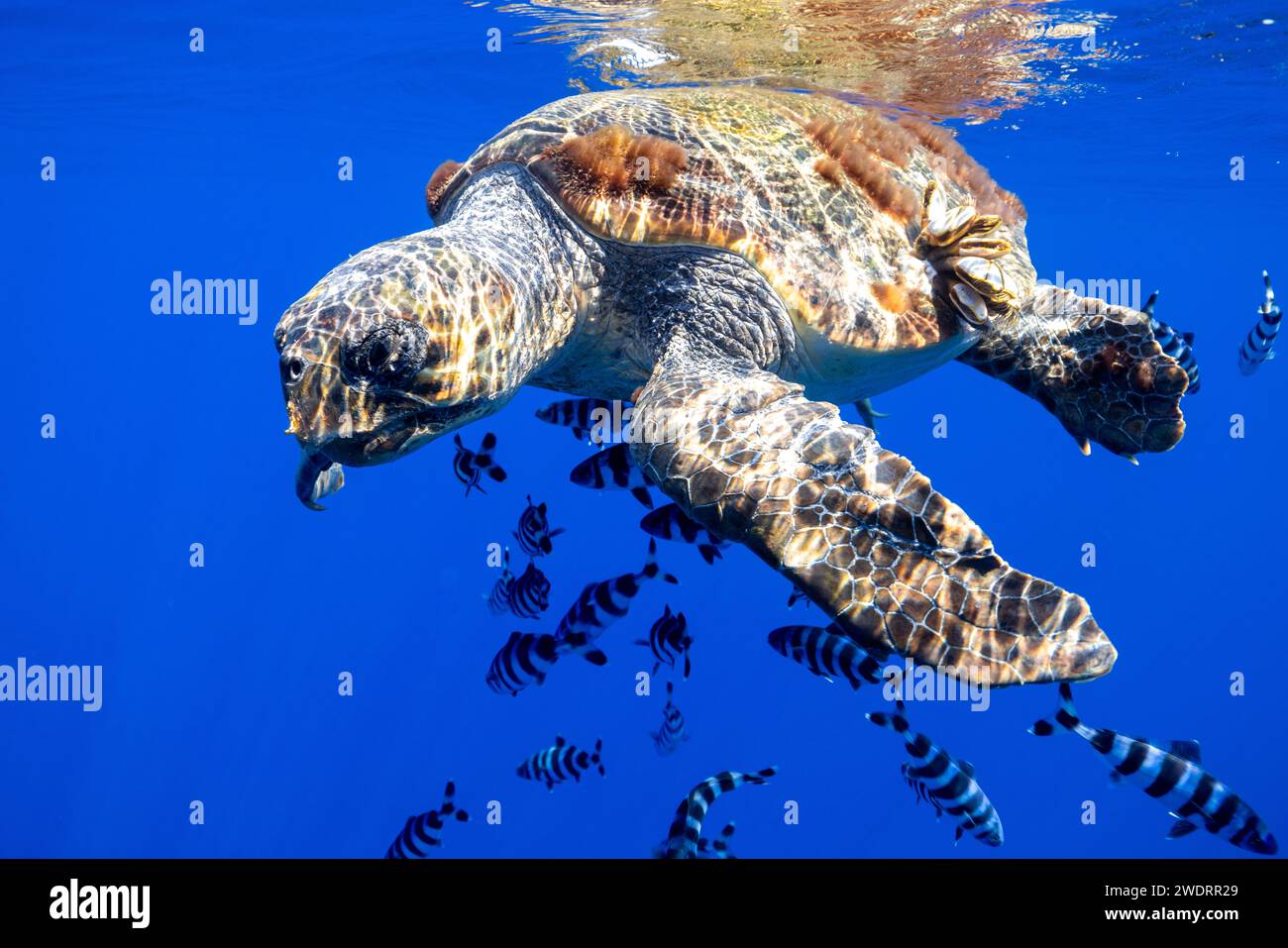 Eine Meeresschildkröte schwimmt mit ihren Pilotenfischen auf der Wasseroberfläche. Stockfoto