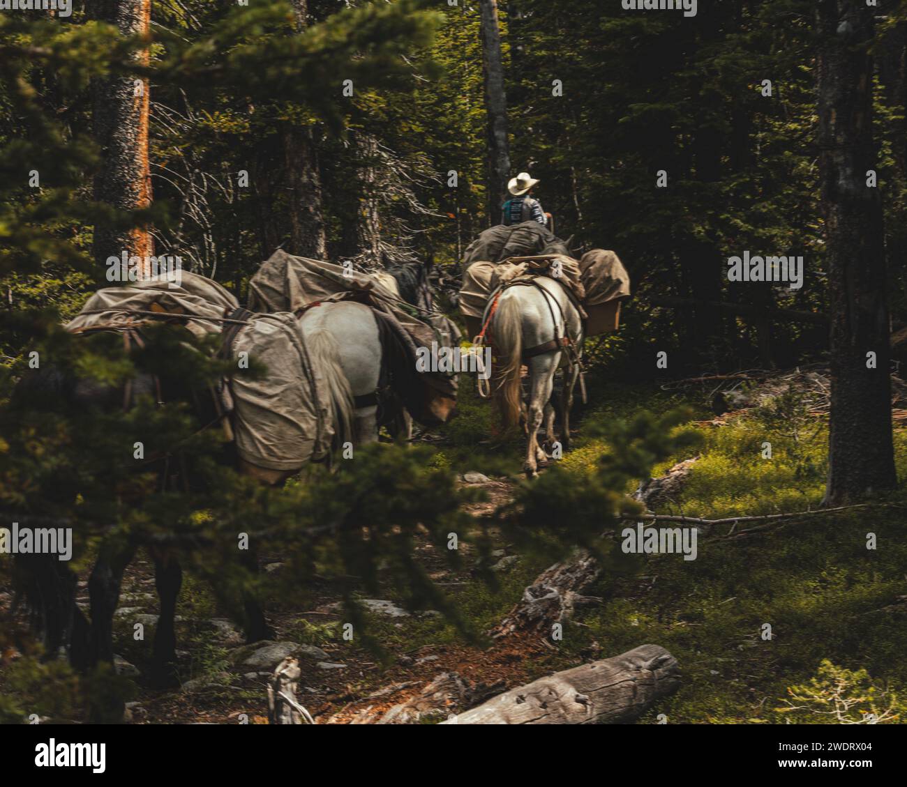 Cowboy führt seine Pferdeseile durch die Wyoming Wilderness Stockfoto