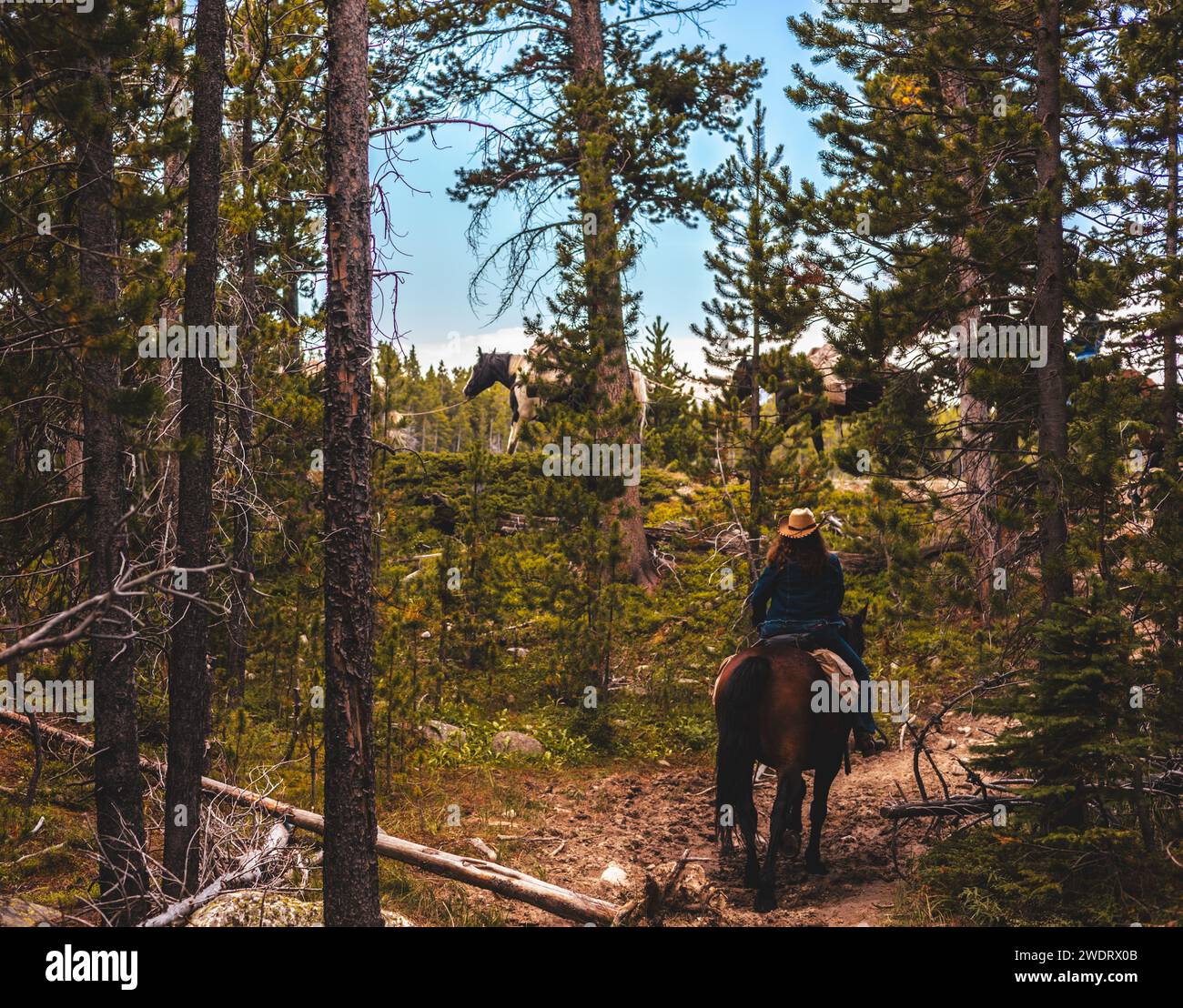 Packen Sie Pferde in Wyoming Wilderness Urlaub Stockfoto