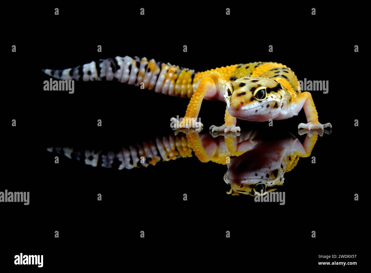 Porträt von Gecko auf schwarzem Hintergrund Stockfoto
