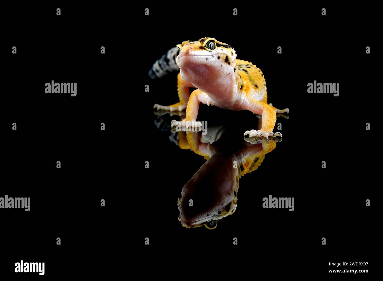 Porträt von Gecko auf schwarzem Hintergrund Stockfoto