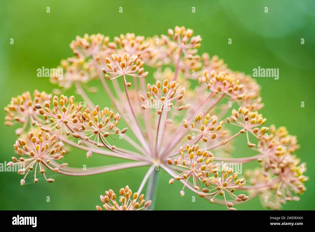 Nahaufnahme reifer Dillsamen an der getrockneten Pflanze. Stockfoto
