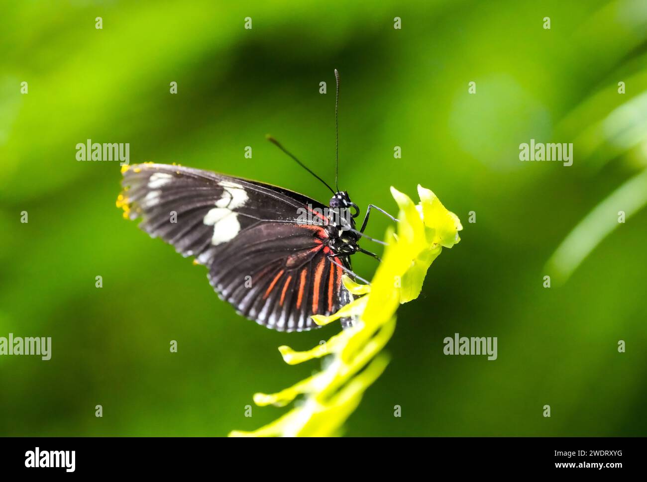 Orangefarbener schwarzer Schmetterling auf einer Pflanze. Nahaufnahme des Insekts. Stockfoto