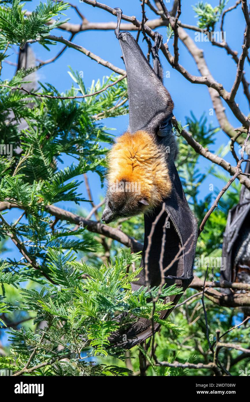 Der grauköpfige Flying Fox (Pteropus poliocephalus) ist ein Megabat und die größte Fledermaus Australiens. Stockfoto