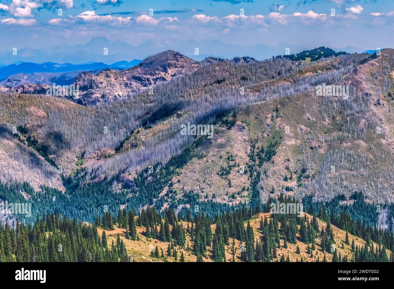Dead Trees Wildfire Folgt Crystal Mountain Lookout Pierce Co Stockfoto