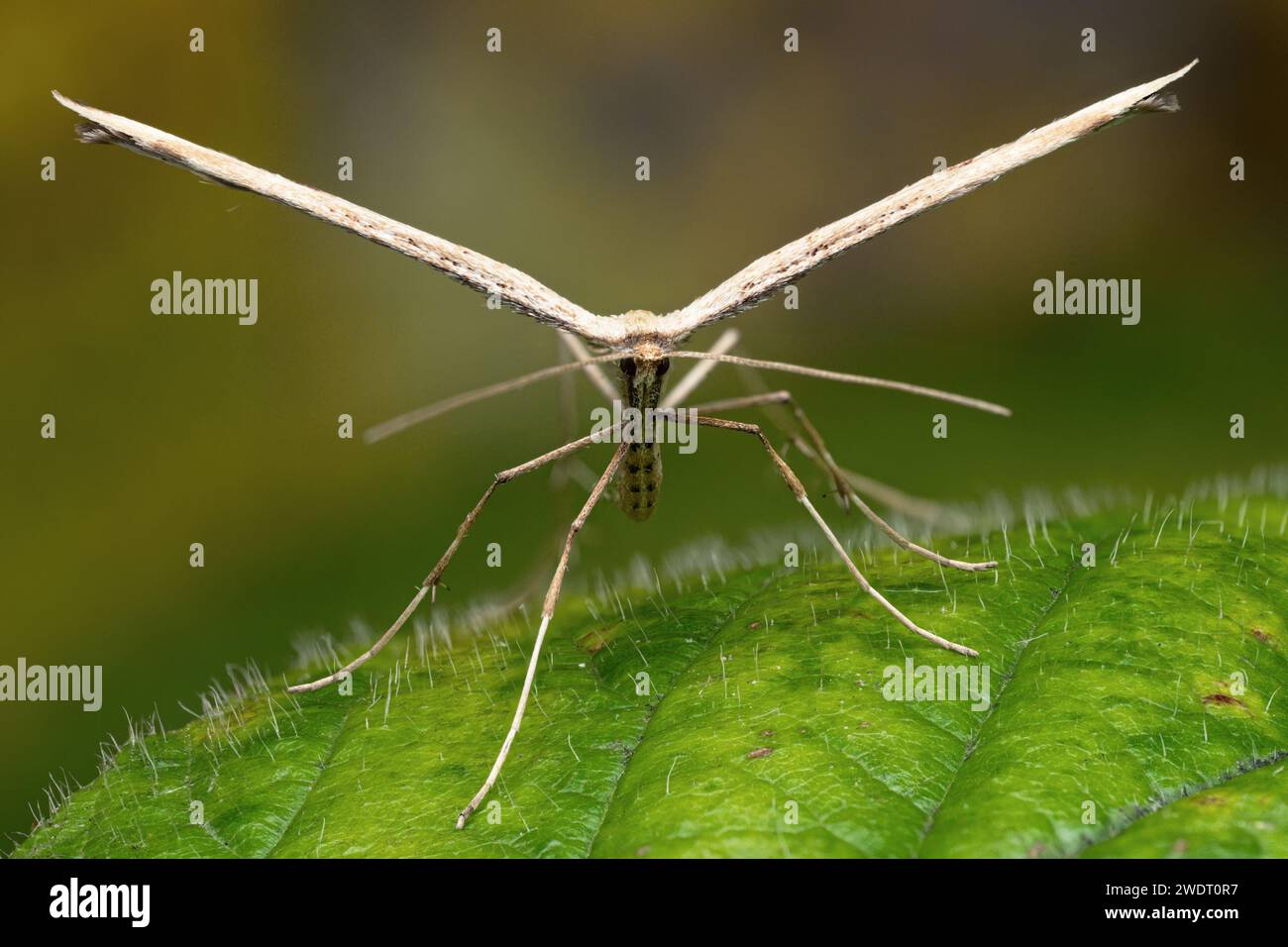 Frontale Ansicht der überwinterenden Plume Motte (Emmelina monodactyla) in Ruhe auf Brombeerblatt. Tipperary, Irland Stockfoto