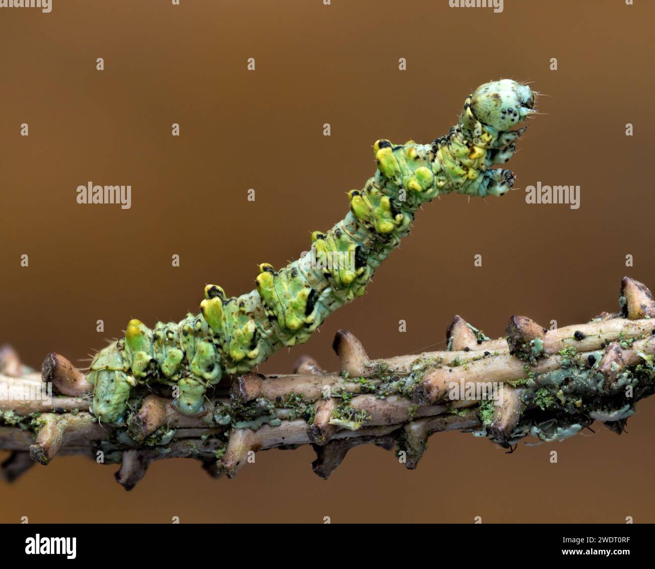 Überwinterung der Brüsseler spitzenmottenraupe (Cleorodes lichenaria) auf Zweig. Tipperary, Irland Stockfoto