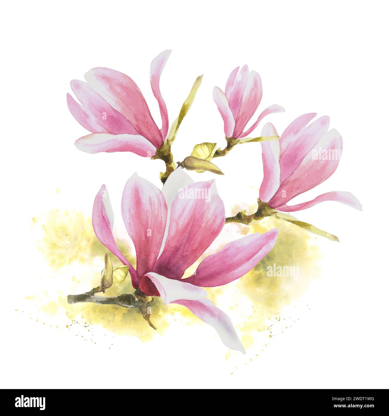 Magnolienrosa Blumenstrauß. Aquarell handgezeichnete Illustration isoliert auf weißem Hintergrund mit grünen Flecken. Clipart für Grüße und Einladungen Stockfoto