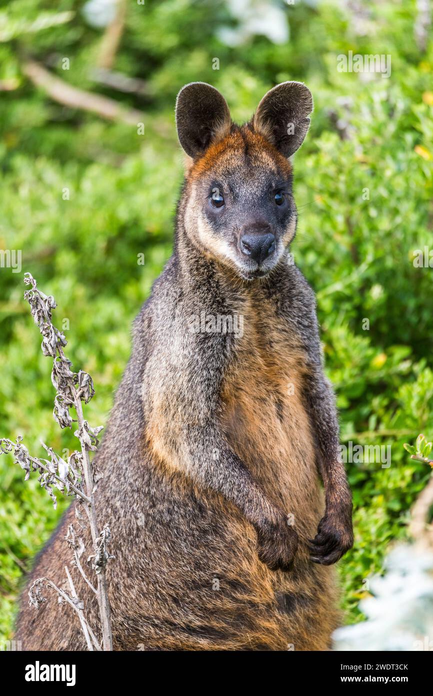 Sumpfwallaby (Wallabia bicolor), ein kleines Beuteltier der Makropoden im Osten Australiens Stockfoto