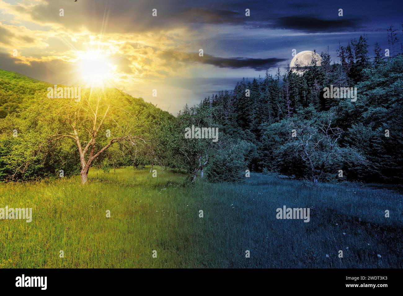 Waldlichtung im kühlen Schatten der Bäume im Sommer mit Sonne und Mond in der Dämmerung. Tag- und Nachtzeitwechsel. Geheimnisvolle Landschaft in Stockfoto