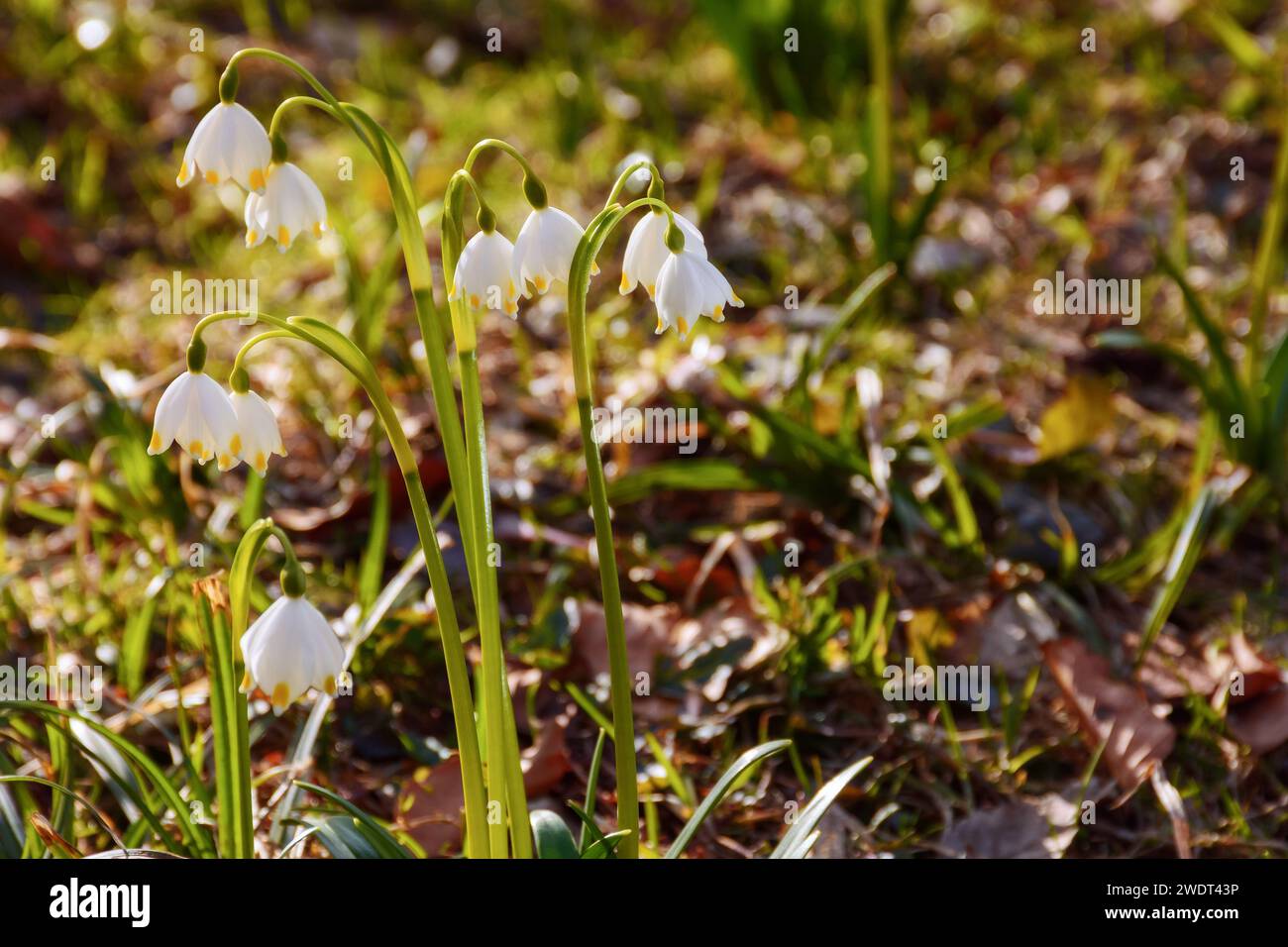 Die Schneeflocke im Frühling blüht auf der Waldlichtung. Schöner Naturhintergrund der Leucojum vernum Pflanze Stockfoto