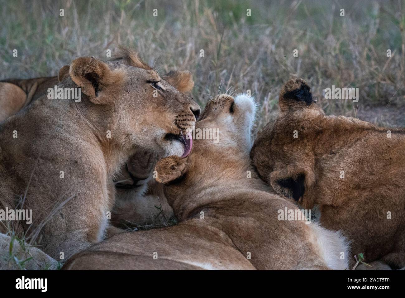 Lion Pride (Panthera leo), Sabi Sands Game Reserve, Südafrika, Afrika Stockfoto