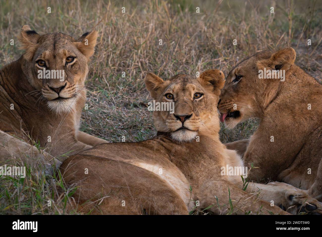 Lion Pride (Panthera leo), Sabi Sands Game Reserve, Südafrika, Afrika Stockfoto