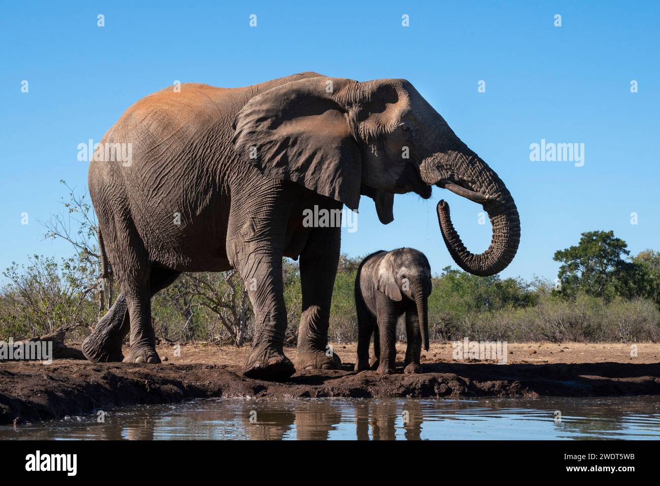 Afrikanische Elefanten (Loxodonta africana) trinken im Wasserloch, Mashatu Game Reserve, Botswana, Afrika Stockfoto