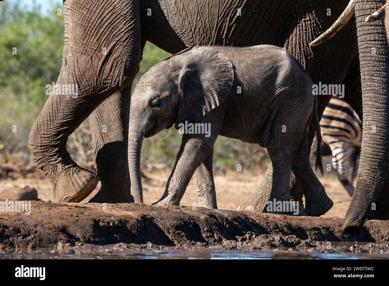 Afrikanisches Elefantenkalb (Loxodonta africana) im Wasserloch, Mashatu Game Reserve, Botswana, Afrika Stockfoto