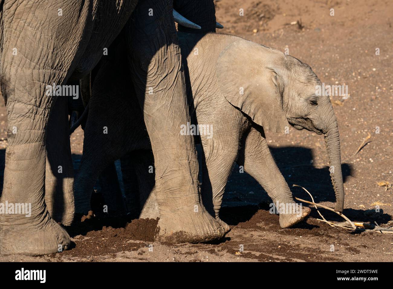 Afrikanisches Elefantenkalb (Loxodonta africana), Mashatu Game Reserve, Botswana, Afrika Stockfoto
