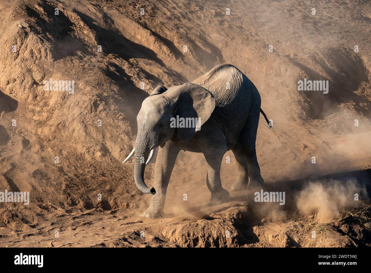Afrikanisches Elefantenkalb (Loxodonta africana) Walking in the Dust, Mashatu Game Reserve, Botswana, Afrika Stockfoto
