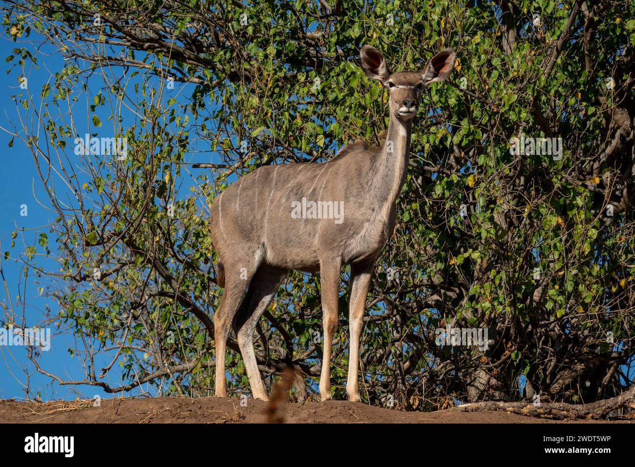 Großkudu weiblich (Tragelaphus strepsiceros), Mashatu Game Reserve, Botswana, Afrika Stockfoto