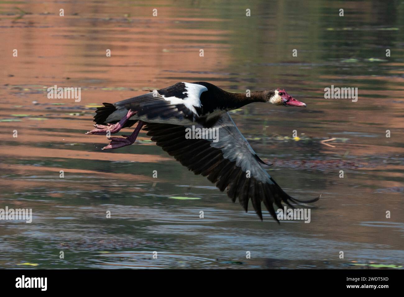 Sporengans (Plectropterus gambensis) im Flug, Chobe Nationalpark, Botswana, Afrika Stockfoto
