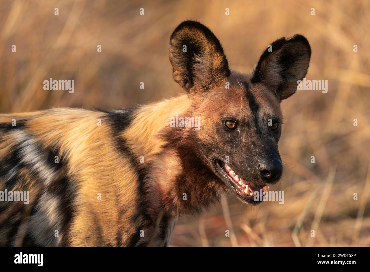 Afrikanischer Wildhund (Lycaon pictus), Okavango Delta, Botswana, Afrika Stockfoto