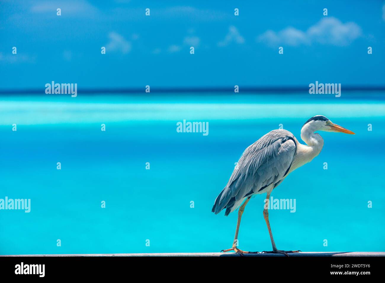 Grauer Reiher in der blauen Lagune, auf den Malediven, im Indischen Ozean, Asien Stockfoto