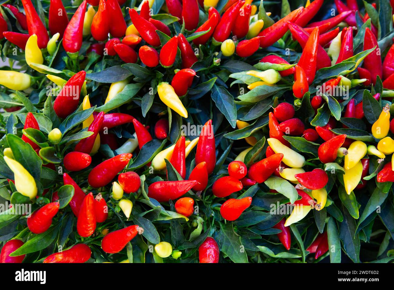 Rote und grüne Chilli Paprika, Viktualienmakt (Markt), Altstadt, München, Bayern, Deutschland, Europa Stockfoto