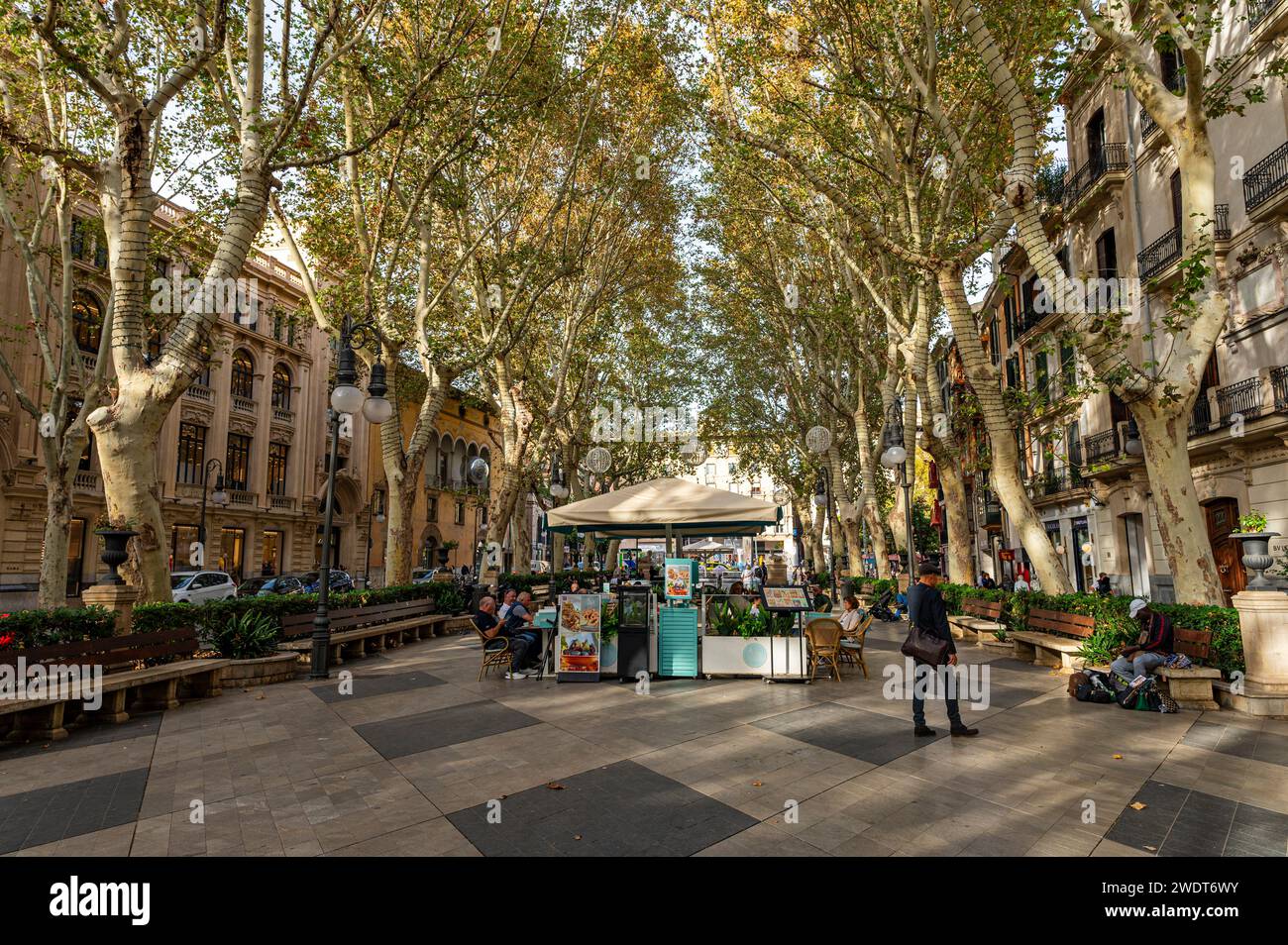 Von Bäumen gesäumte Born Avenue, Palma, Mallorca, Balearen, Spanien, Mittelmeerraum, Europa Stockfoto