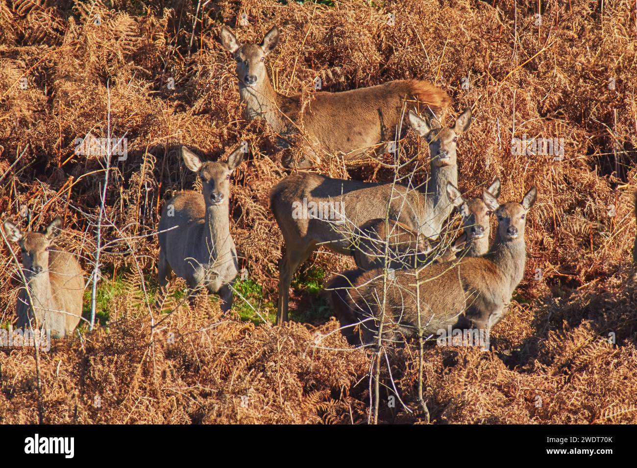 Eine Gruppe von Rotwild (Cervus elaphus), unter Bracken in der Umgebung von Exmoor, nahe Dunster, Exmoor National Park, Somerset, England, Vereinigtes Königreich Stockfoto