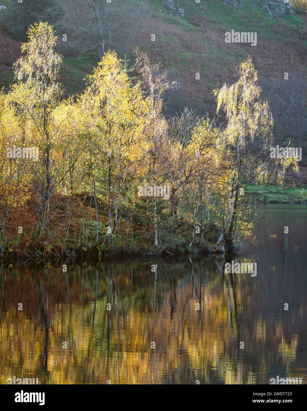 Herbstfarben rund um Tarn Hows in der Nähe von Coniston im Lake District National Park, UNESCO-Weltkulturerbe, Cumbria, England, Großbritannien, Europa Stockfoto